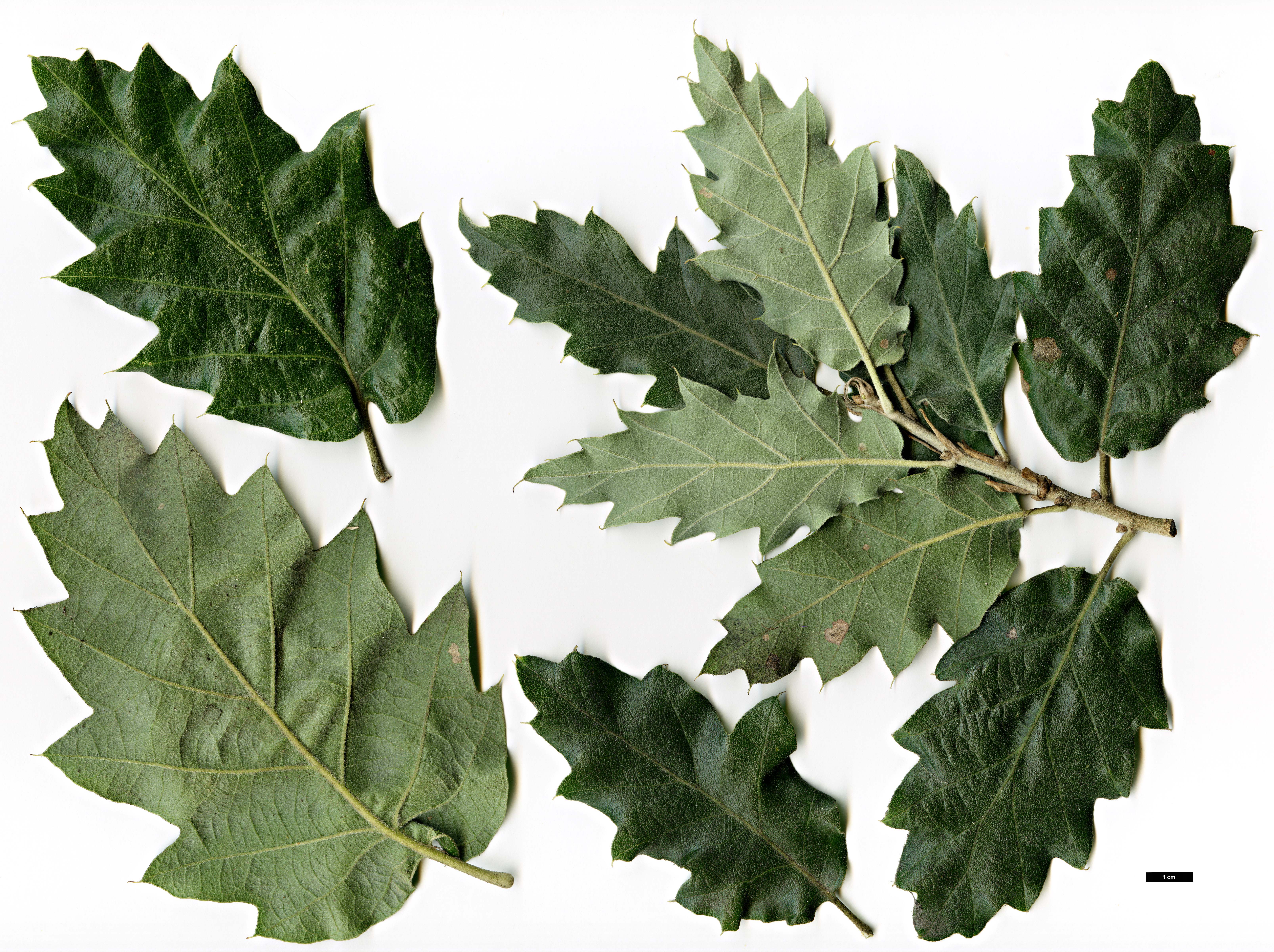 High resolution image: Family: Fagaceae - Genus: Quercus - Taxon: macrolepis - SpeciesSub: 'Hemelrijk Silver'